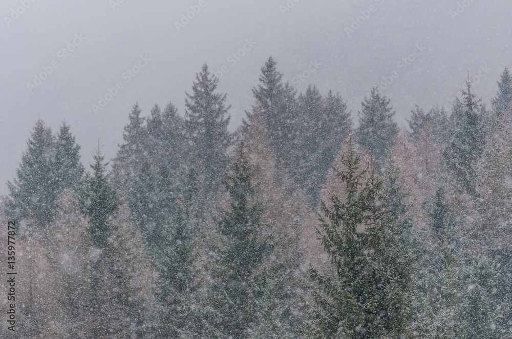 Obraz premium hard snowing in forest, bright background