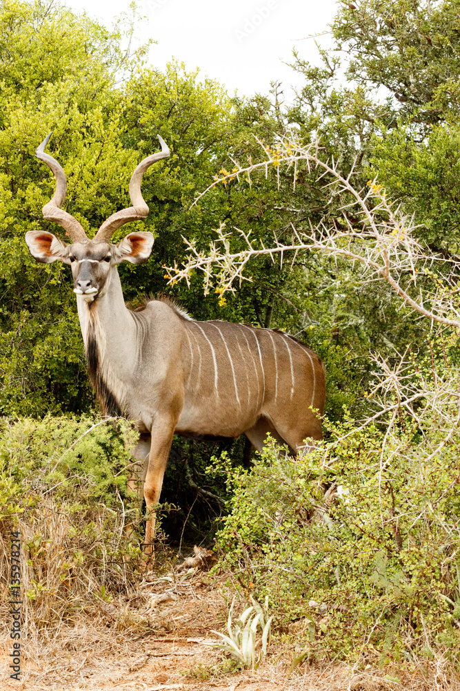 Greater Kudu - Tragelaphus strepsiceros Greater Kudu - Tragelaphus strepsiceros