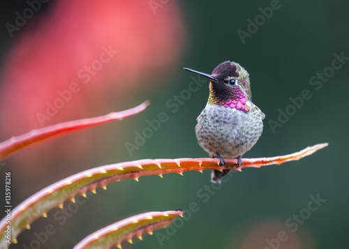 Anna's hummingbird (Calypte anna)