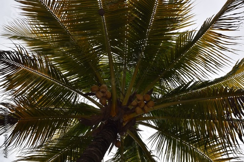 coconut tree in a cloudy day in a tropical contry