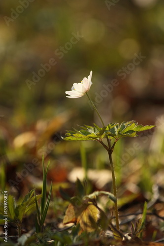 alone white anemone in spring forest © Cybertroner