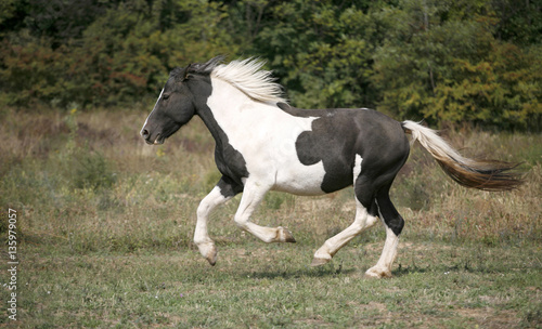 Black and white colored paint horse galloping on the field