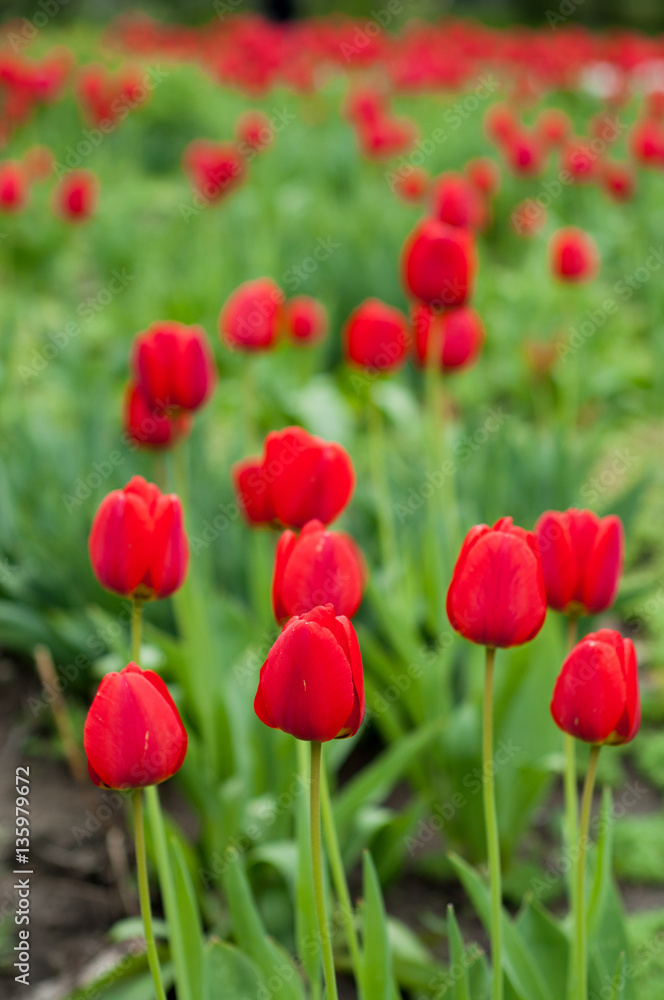 Red tulips flowerbed