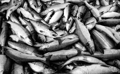 Commercially caught sockeye salmon, Alaska
