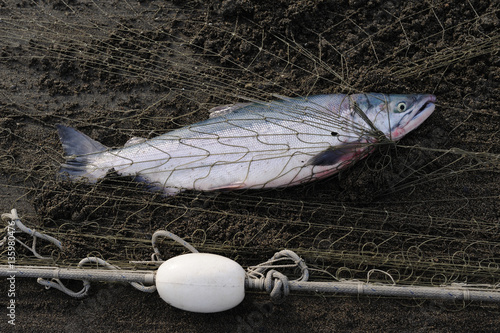 Sockeye or Red Salmon in Gill Net photo