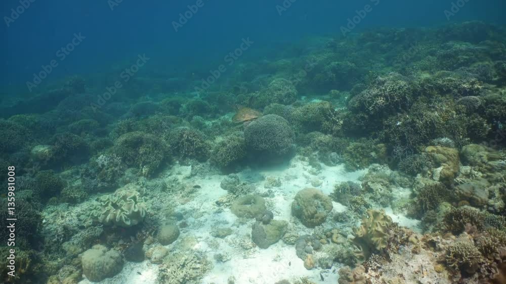 Sea turtle swimming underwater over corals. Sea turtle moves its flippers in the ocean under water. Wonderful and beautiful underwater world. Diving and snorkeling in the tropical sea. 4K video Sea turtle swimming underwater over corals. Sea turtle moves its flippers in the ocean under water. Wonderful and beautiful underwater world. Diving and snorkeling in the tropical sea. 4K video