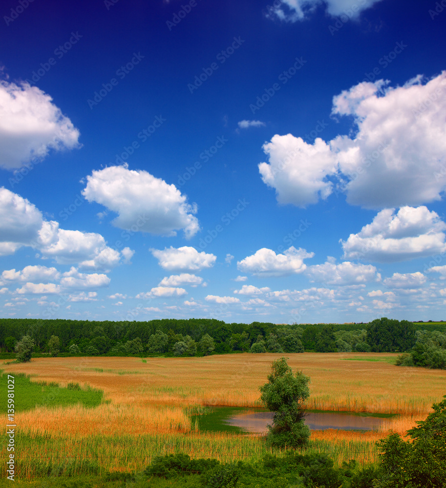 ponds and reed,landscape