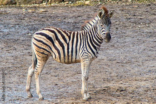The little and wild Zebra in the profile