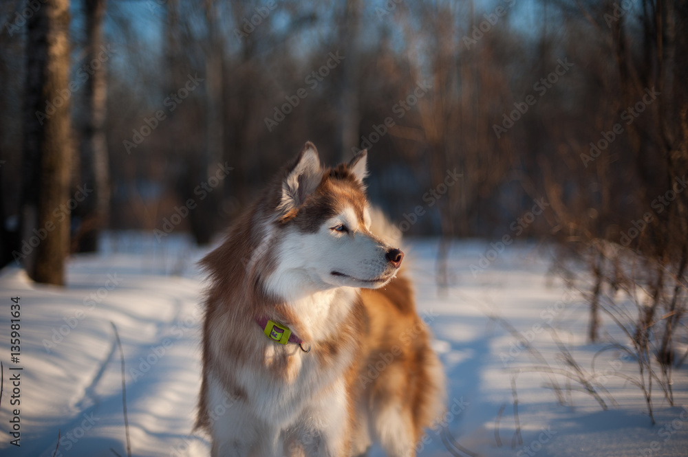 Naklejka premium Portrait of siberian husky