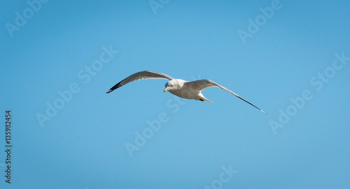 Quadro su tela Seagull