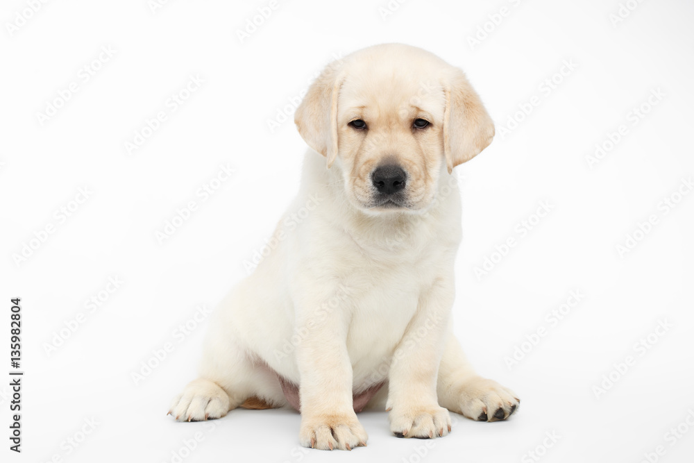 Unhappy Labrador puppy Sitting and Looking down on white background, front view