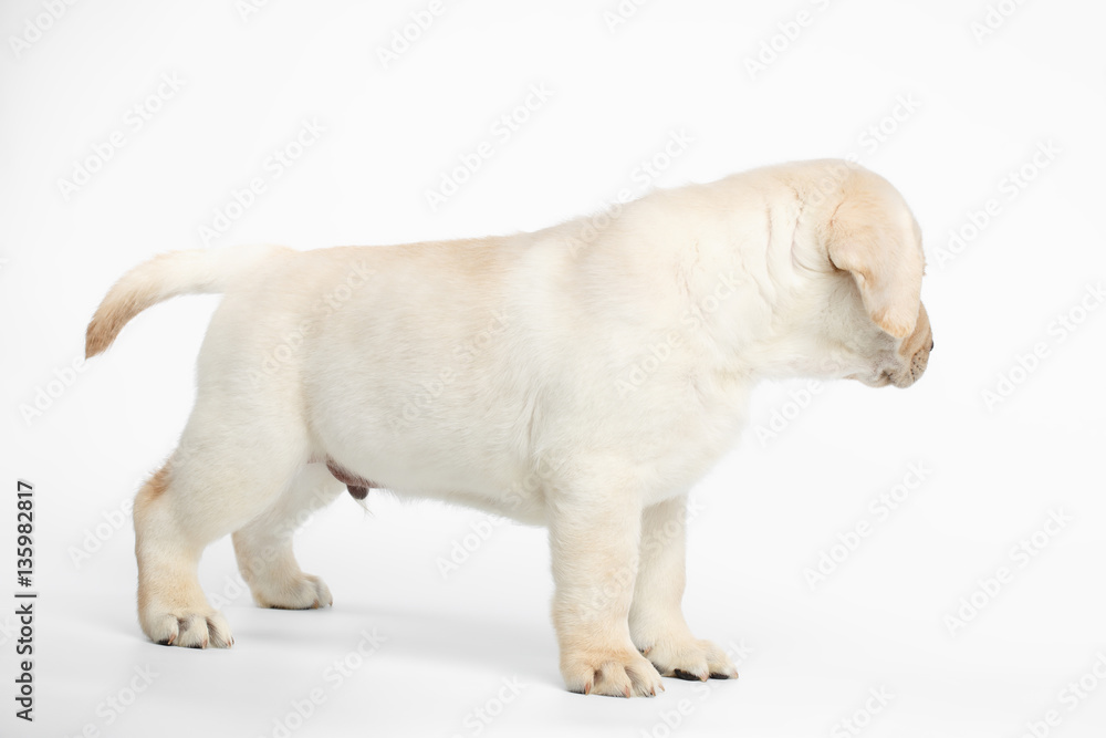 Small Labrador puppy Standing and Looking back on white background, side view