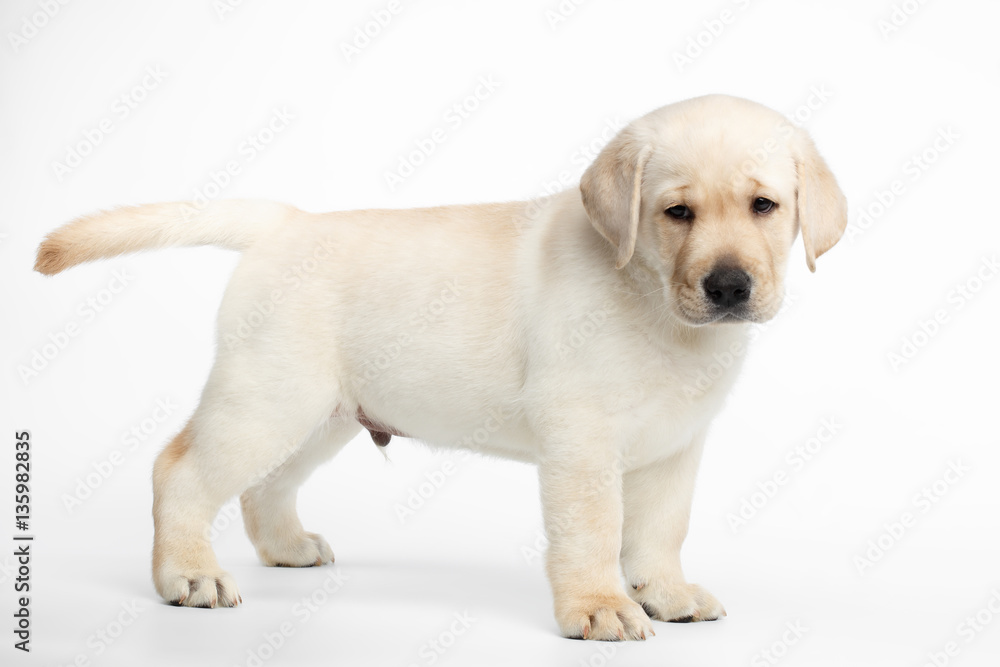 Small Labrador puppy Standing and Looking down on white background, side view