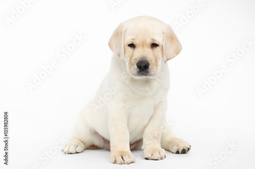 Unhappy Labrador puppy Sitting and Looking down on white background  front view