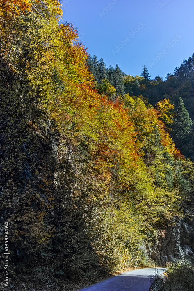 Yellow trees and Autumn view of Buynovsko gorge, Rhodope Mountains, Bulgaria Yellow trees and Autumn view of Buynovsko gorge, Rhodope Mountains, Bulgaria