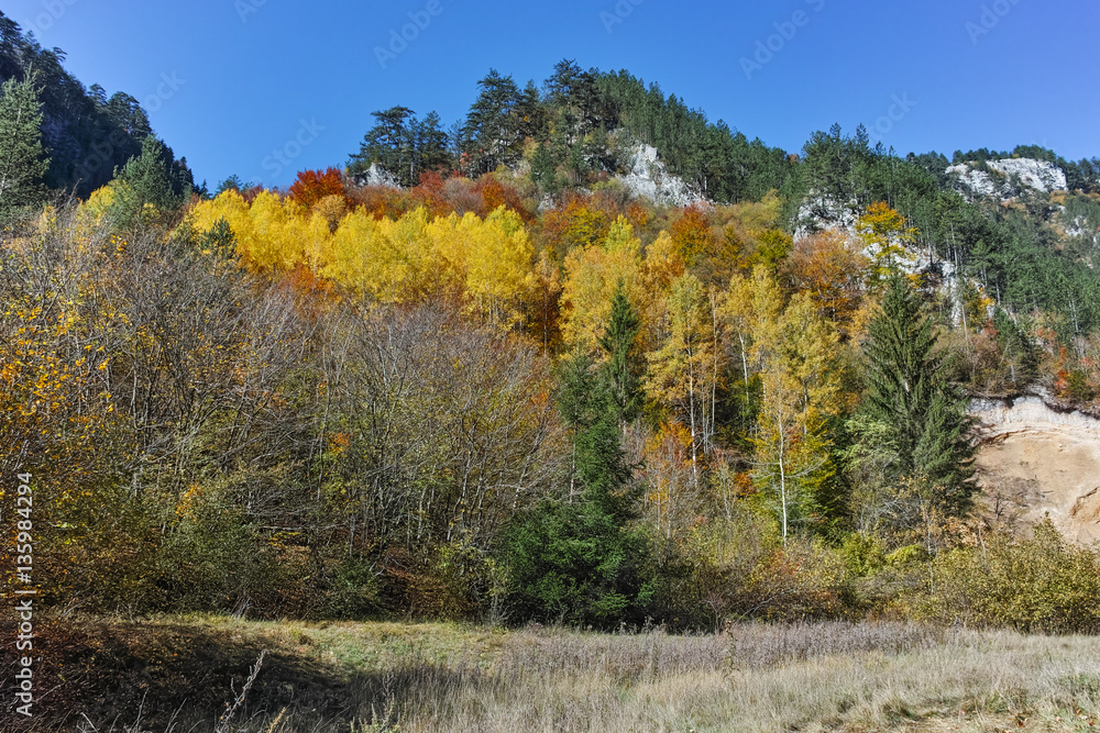 Amazing view of Yellow trees and Autumn view of Buynovsko gorge, Rhodope Mountains, Bulgaria