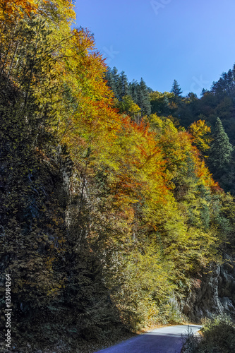 Yellow trees and Autumn view of Buynovsko gorge  Rhodope Mountains  Bulgaria