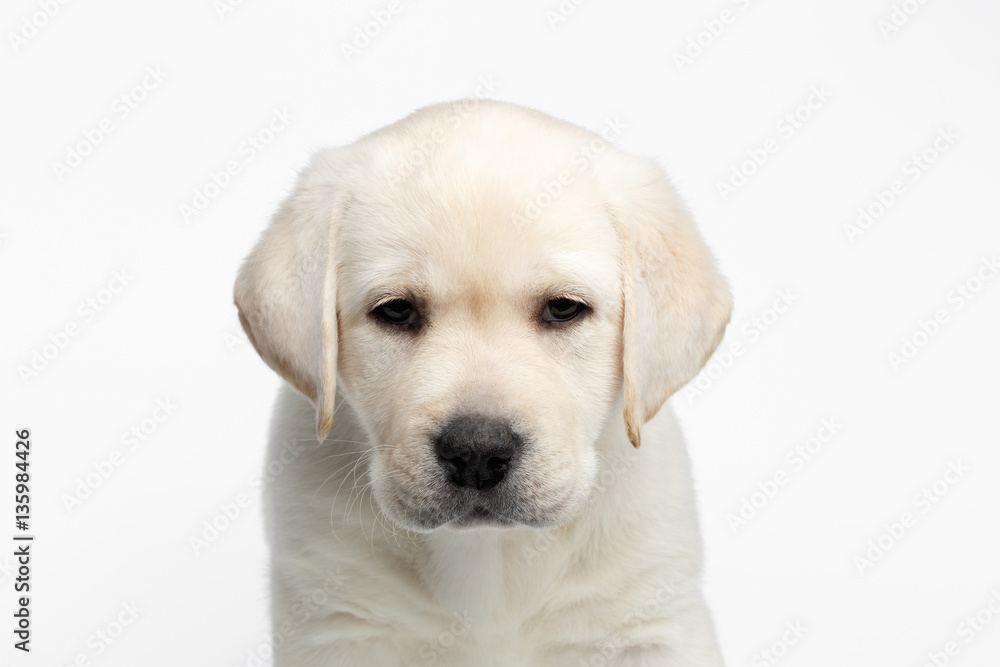 Close-up portrait of Unhappy Labrador puppy Looking down head on white background, front view Close-up portrait of Unhappy Labrador puppy Looking down head on white background, front view