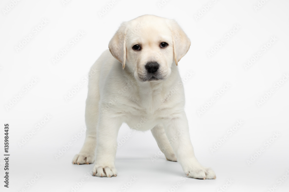 Playful Labrador puppy Standing and Looking in camera on white background, front view