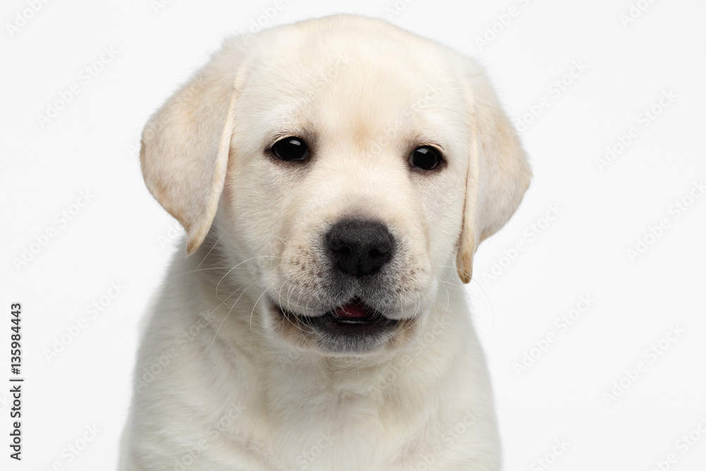 Close-up portrait of happy Labrador puppy Looking with opened mouth on white background, front view Close-up portrait of happy Labrador puppy Looking with opened mouth on white background, front view