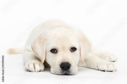 Unhappy Labrador puppy Lying and bored on white background, front view
