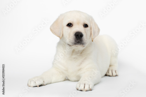 Unhappy Labrador puppy Lying and Looking in camera on white background, front view