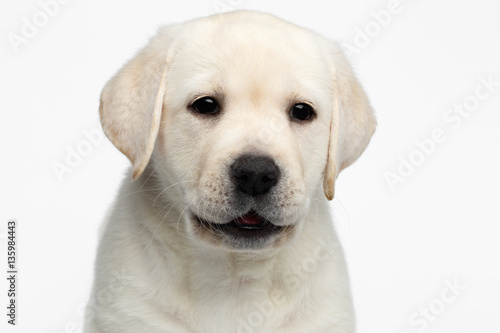 Close-up portrait of happy Labrador puppy Looking with opened mouth on white background, front view © seregraff