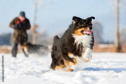 Australian Shepherd dog runs in the snow