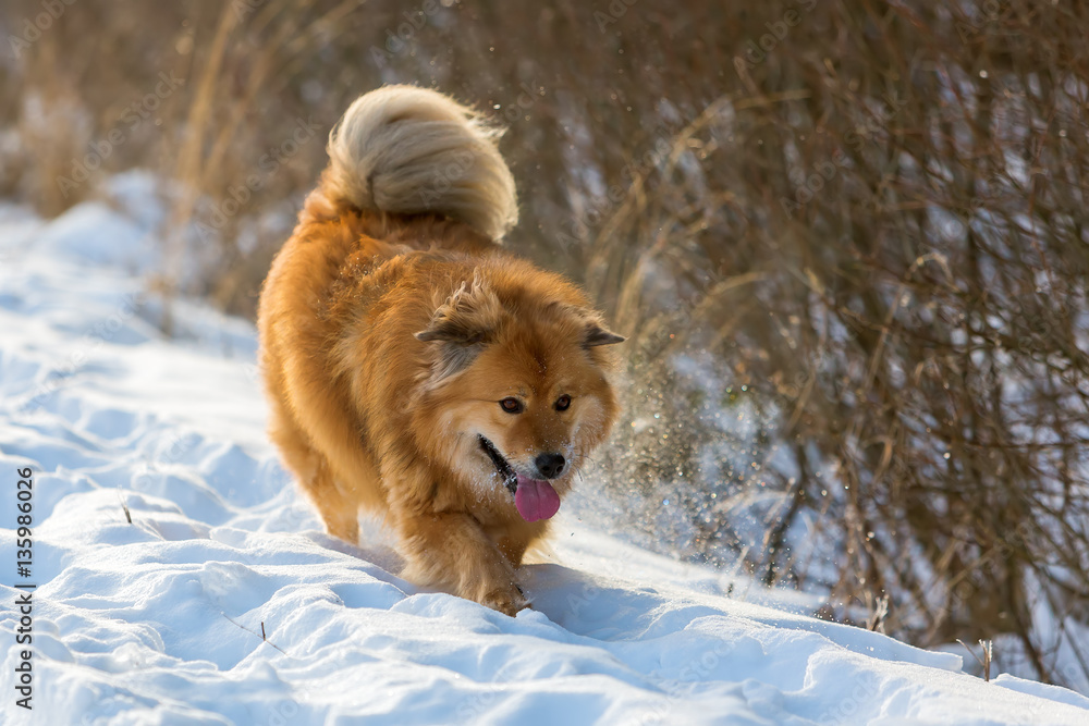 cute Elo dog walks in a winter landscape cute Elo dog walks in a winter landscape