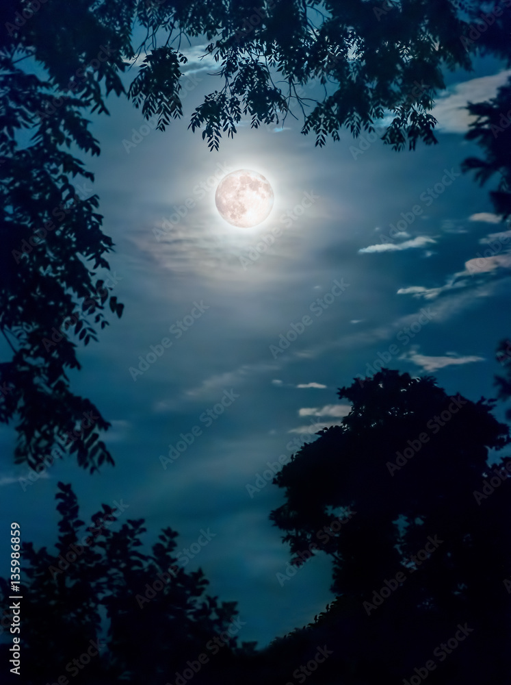 Super Moon Framed by Tree branches Super Moon Framed by Tree branches