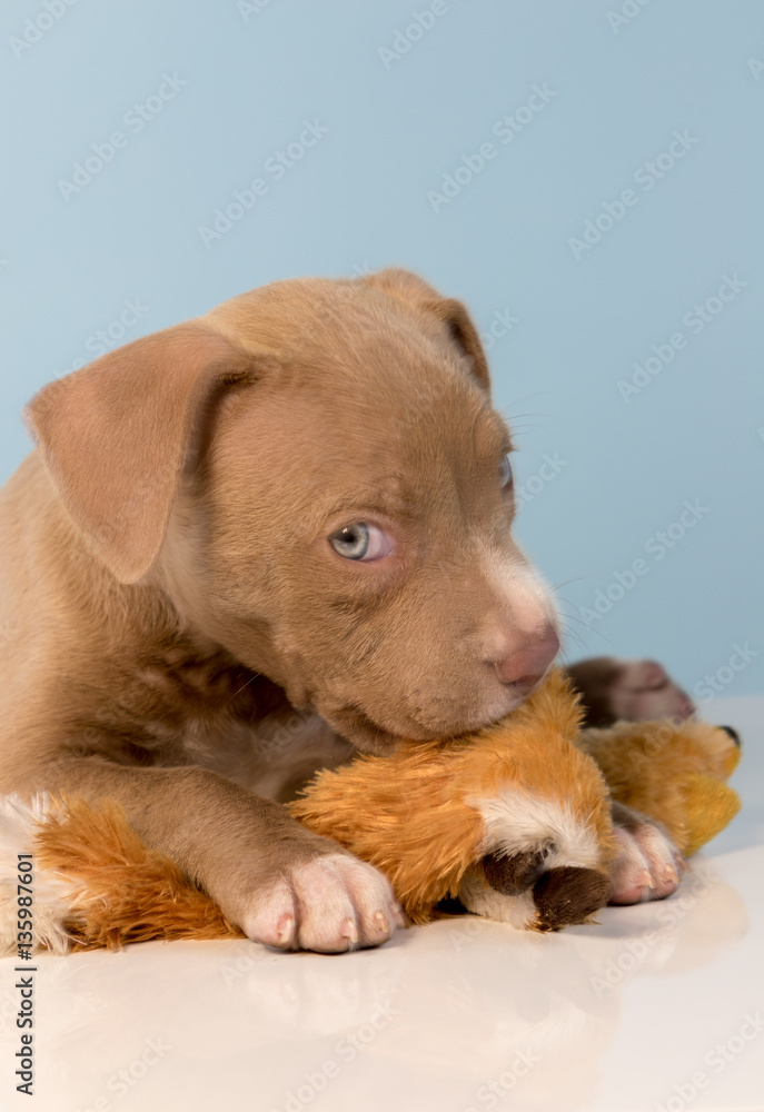 Puppy Puppy