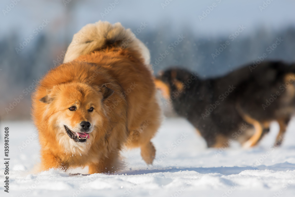 Elo dog runs in the snow Elo dog runs in the snow