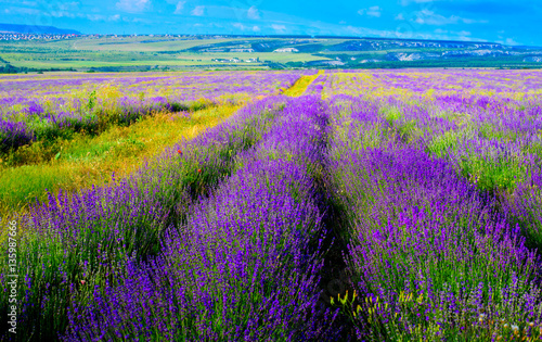 Lavender field near the city of Bakhchisarai  Crimea