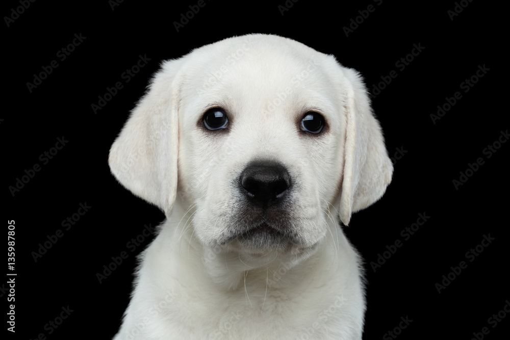 Close-up portrait of White Labrador puppy Looking in camera on isolated Black background, front view