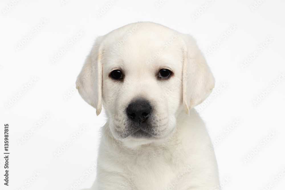 Close-up portrait of Unhappy Labrador puppy Looking sadly on white background, front view