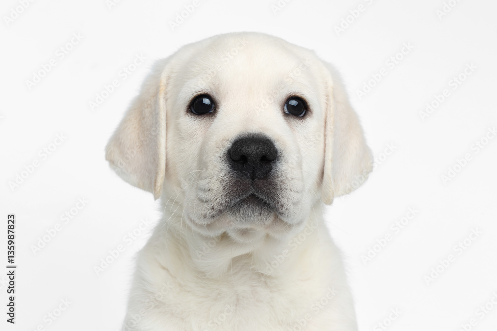 Close-up portrait of cute Labrador puppy Looking proudly on white background, front view Close-up portrait of cute Labrador puppy Looking proudly on white background, front view