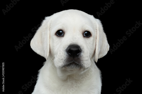 Close-up portrait of White Labrador puppy Looking in camera on isolated Black background, front view © seregraff