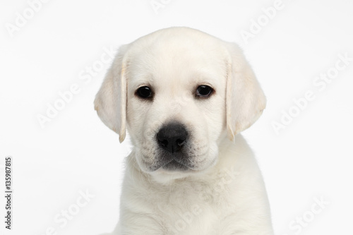 Close-up portrait of Unhappy Labrador puppy Looking sadly on white background, front view