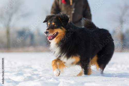dog is running in the snow