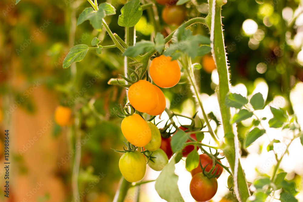 Tomato - Vegetable garden with plants growing on a garden