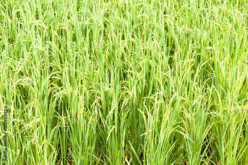 Rice in the rice fields Rice in the rice fields