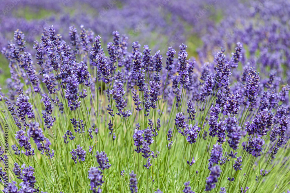 Obraz premium Lavender flowers close-up