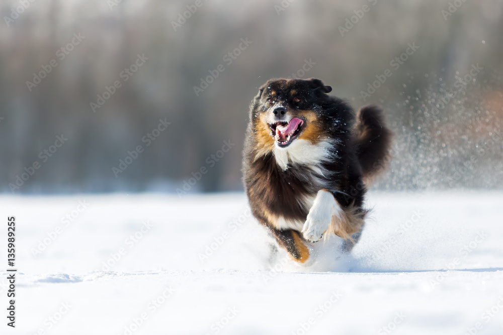 dog is running in the snow