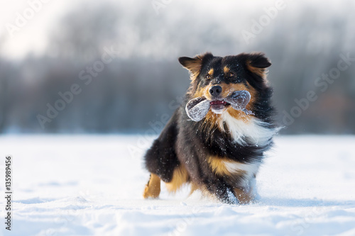 dog with treat bag in the snout in snow