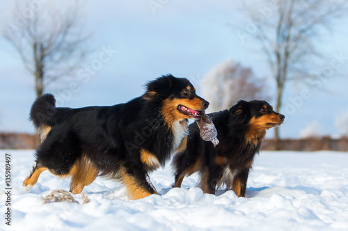 two dogs in the snow