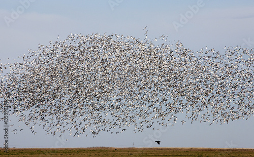 Swarm of Snow Geese