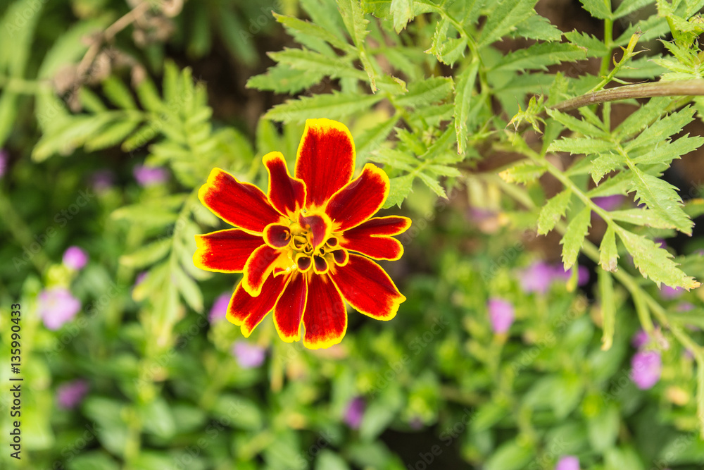 The flowers in the park there are many types and colors very beautiful. The flowers in the park there are many types and colors very beautiful.