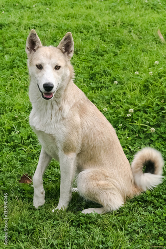 Portrait of white siberian husky. Russia