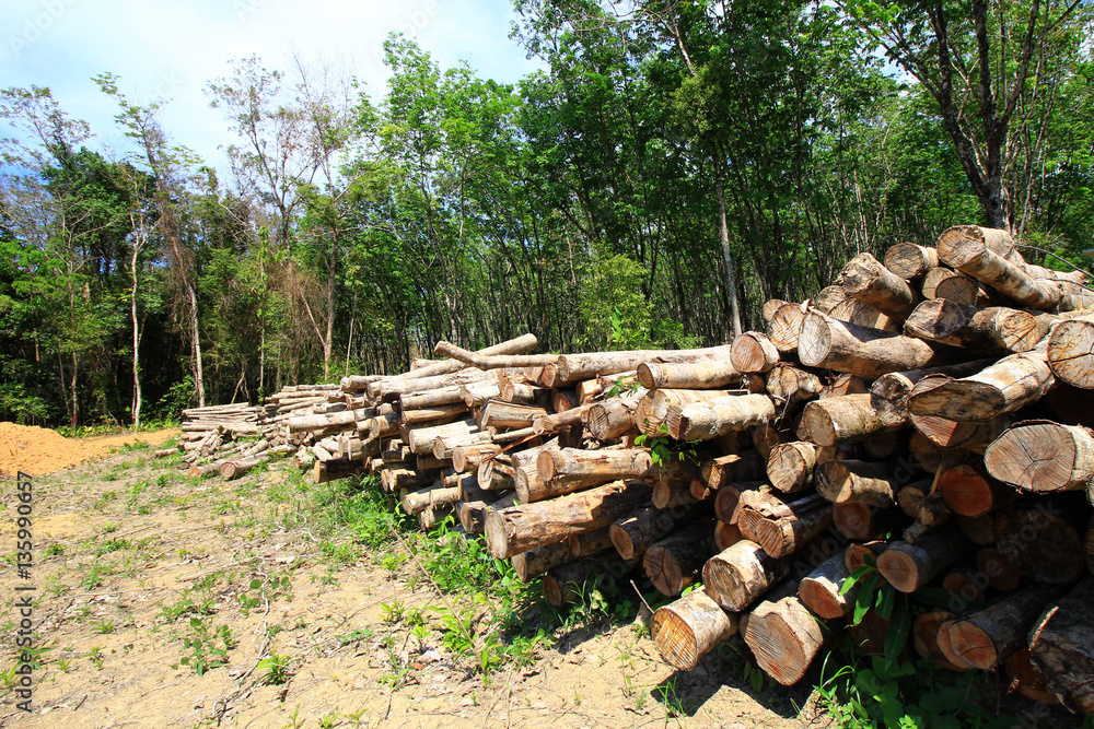 Deforestation, logging, environmental damage Deforestation, logging, environmental damage