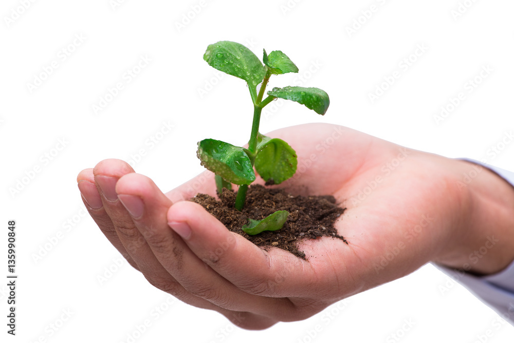 Hand holding seedling in new life concept on white Hand holding seedling in new life concept on white